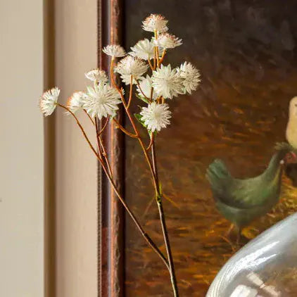 Astrantia White
