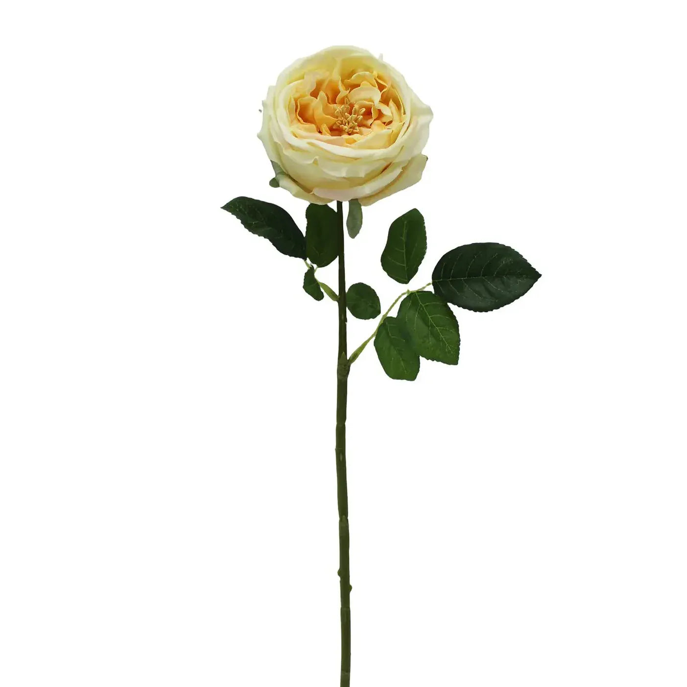 Austin Rose Yellow