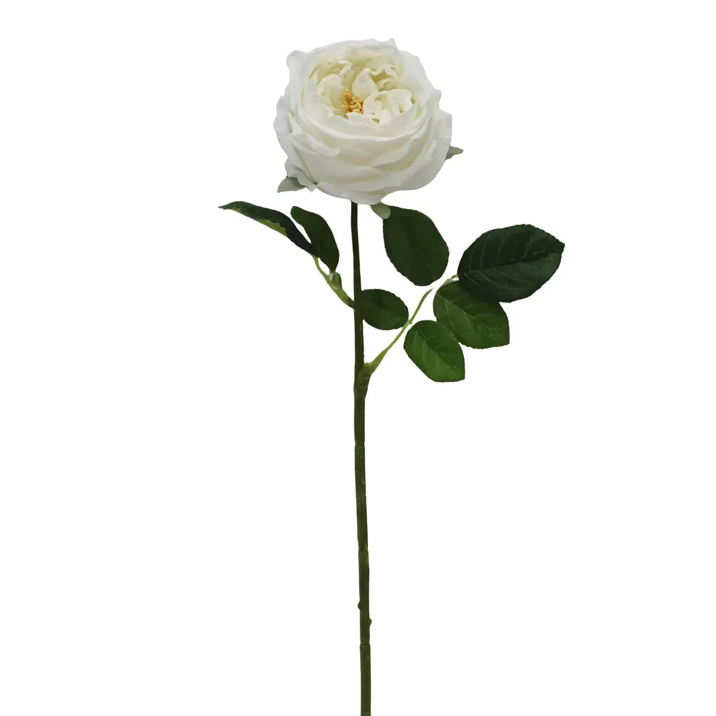Austin Rose White