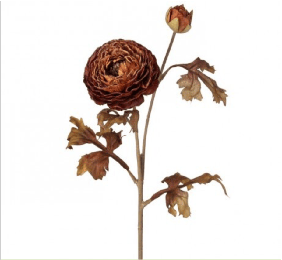 Dried-look ranunculus stem with one open bloom, a bud, and wilted autumn leaves