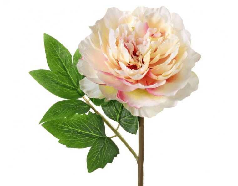 Blush Cut Peony Stem 12"