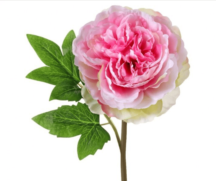 Cut Pink Peony Stem 12"