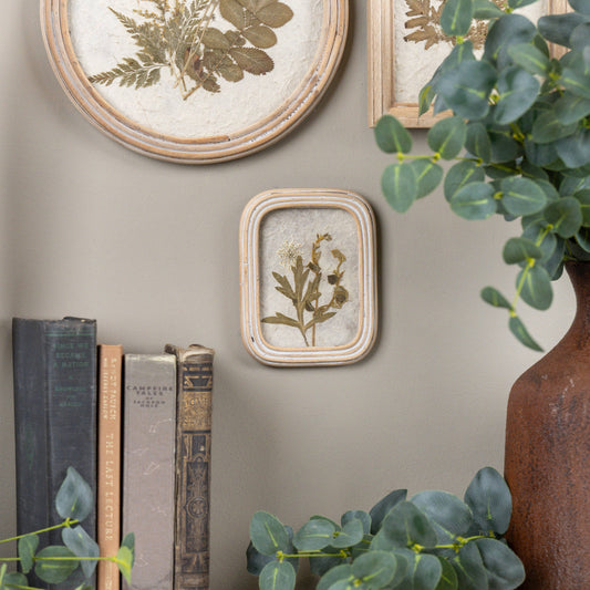 5.25" Pressed White Flower In Frame