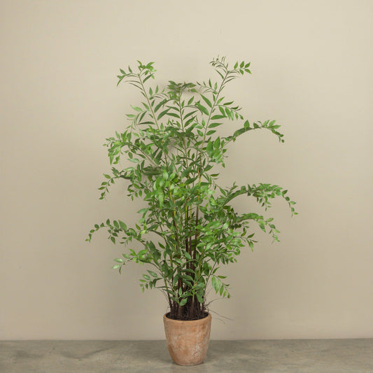 4' Potted Smilax Plant