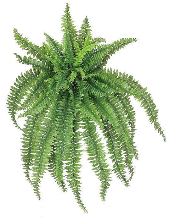 Large Boston Fern Stem