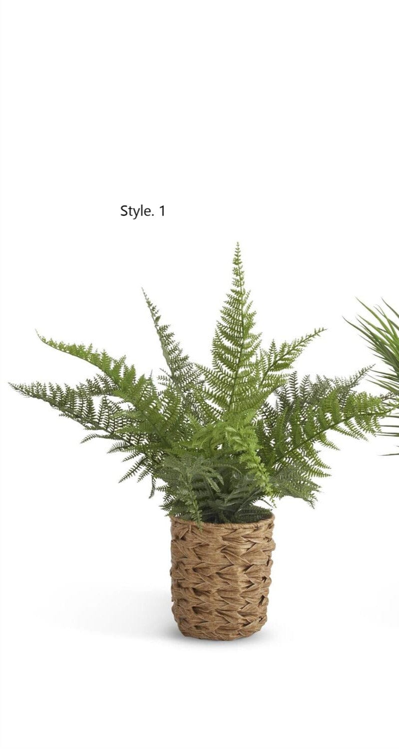 Ferns in Woven Pot w/ Faux Rocks - 2 Styles