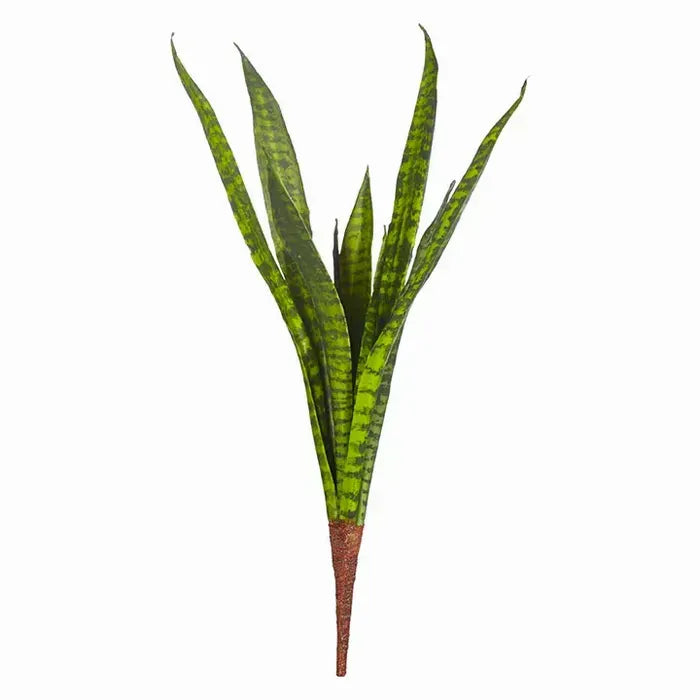 Snake Plant Pick