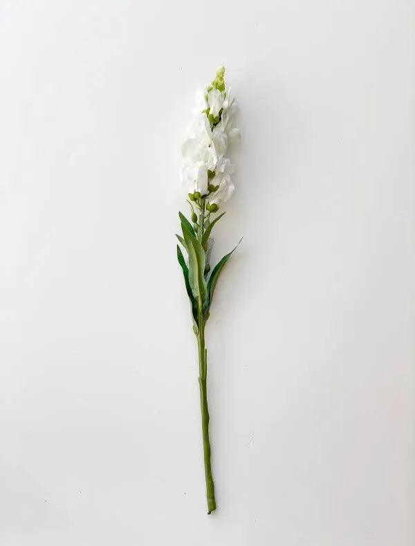 White Stock Flower Stem