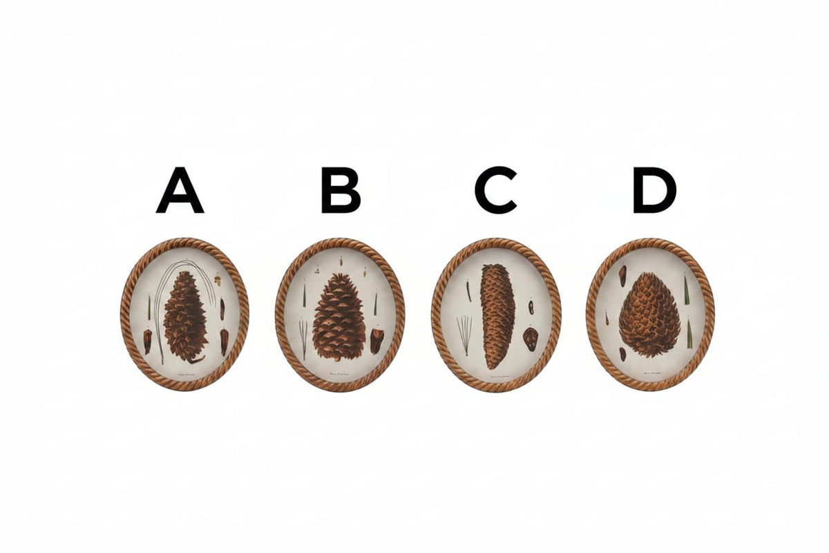 Four oval reclaimed wood frames with twisted rope border and botanical pinecone illustrations